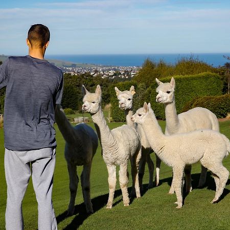 Alpaca Farmstay Дьюндин Экстерьер фото