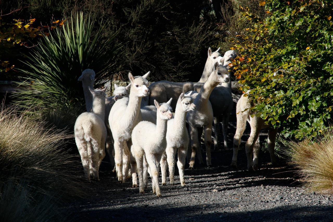 Alpaca Farmstay Дьюндин Экстерьер фото
