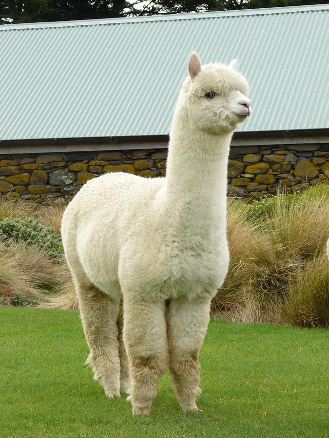 Alpaca Farmstay Дьюндин Экстерьер фото