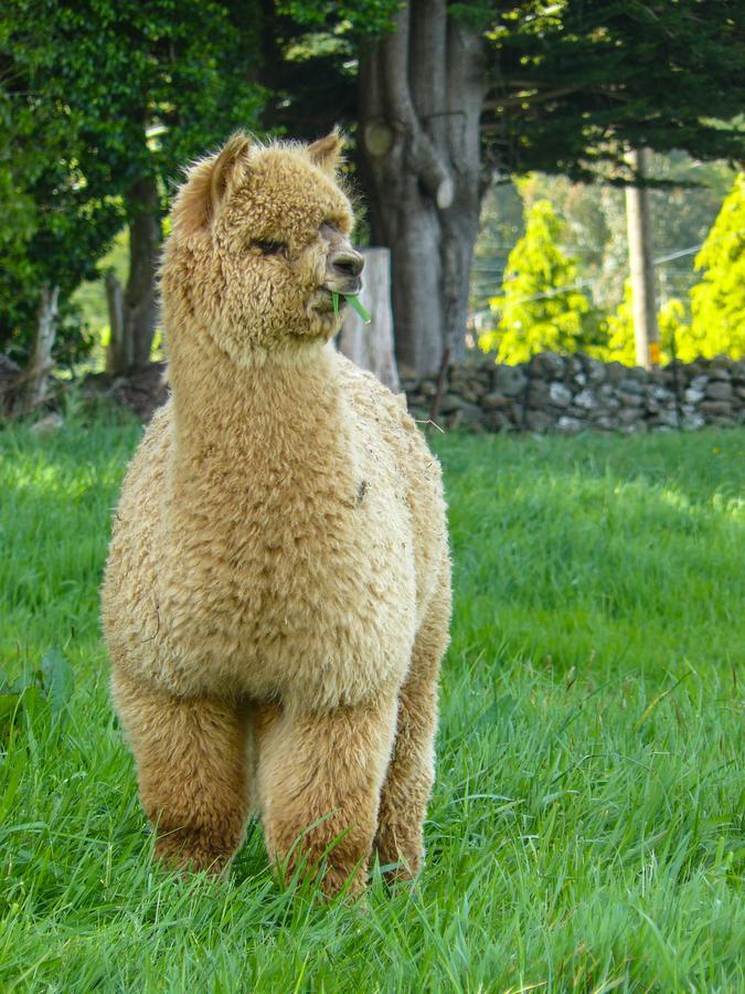 Alpaca Farmstay Дьюндин Экстерьер фото