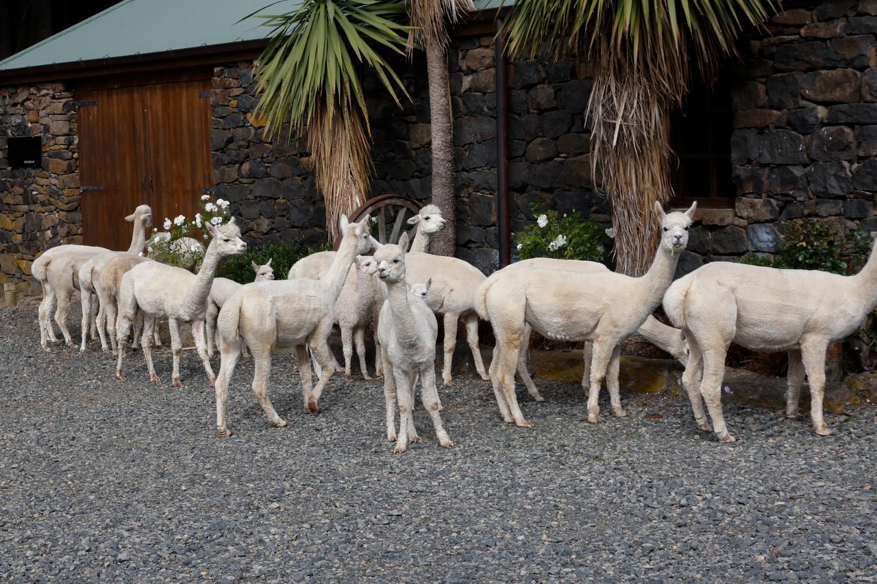 Alpaca Farmstay Дьюндин Экстерьер фото